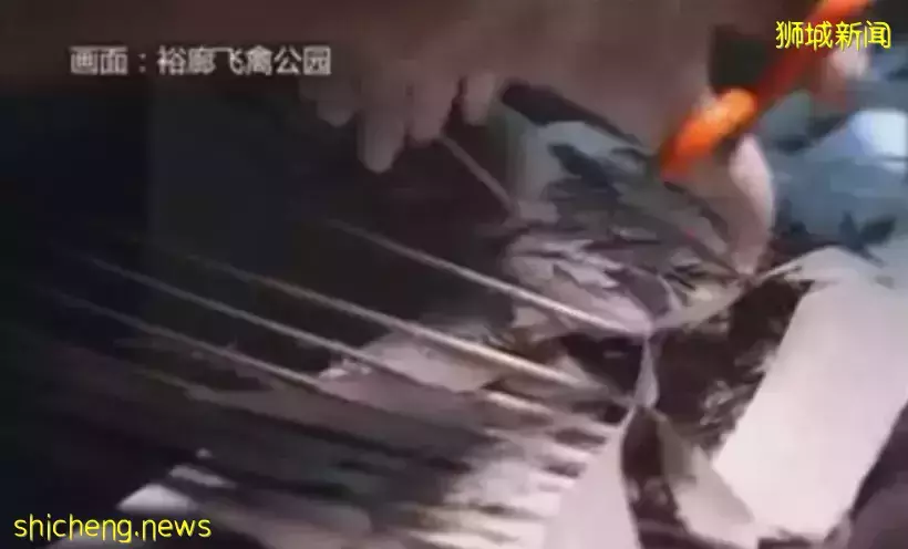 牛了个B啦!新加坡烧秃毛的老鹰“植发”,这“假发”简直啦