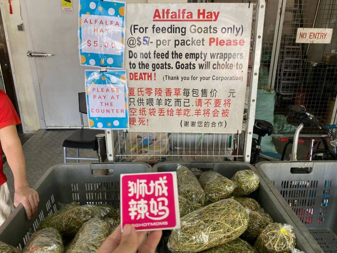 餵羊、擠奶、了解青蛙生長過程,新加坡的農場這麽牛