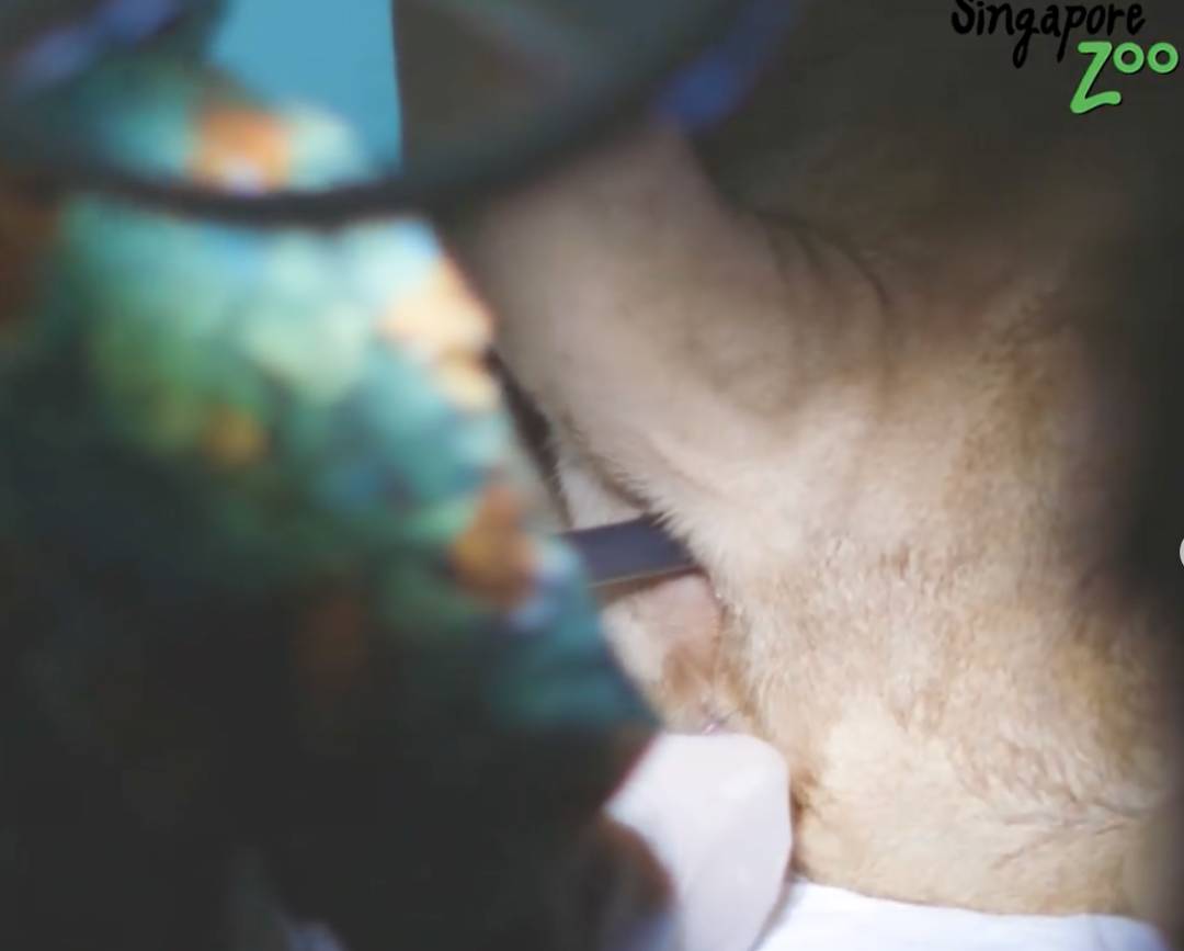 激萌！“獅子王”出生在新加坡動物園！網友：好想擁有一只