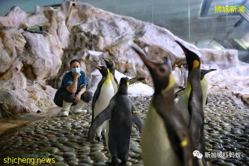 新加坡飛禽公園設有禽類專科醫院　裏面的“病人”最輕5克最重50公斤