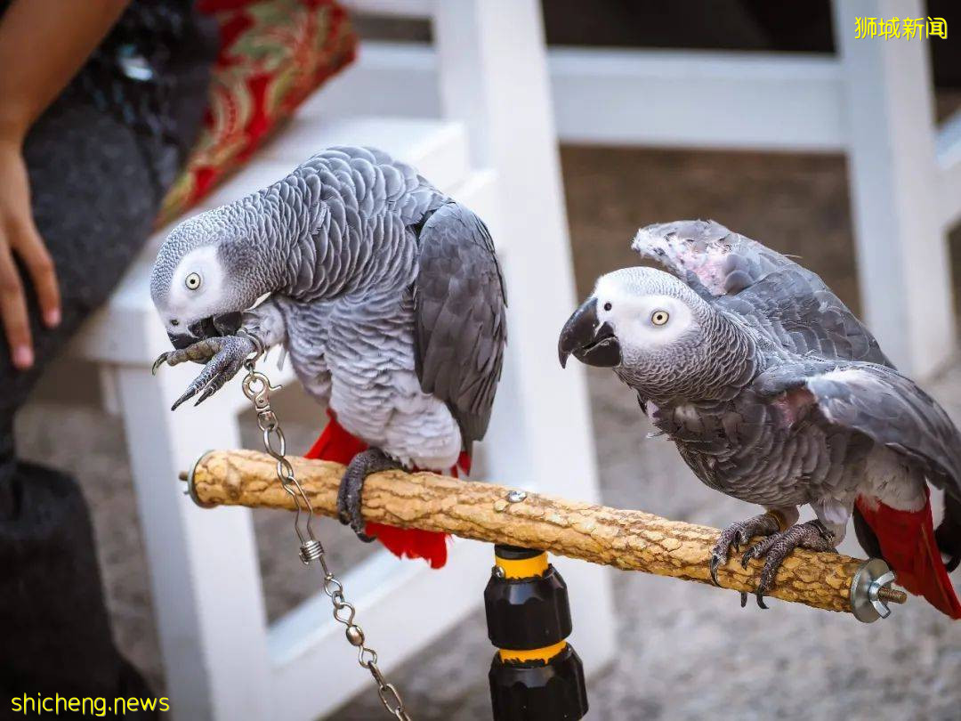 新生攻略 在新加坡體驗伊斯蘭文化