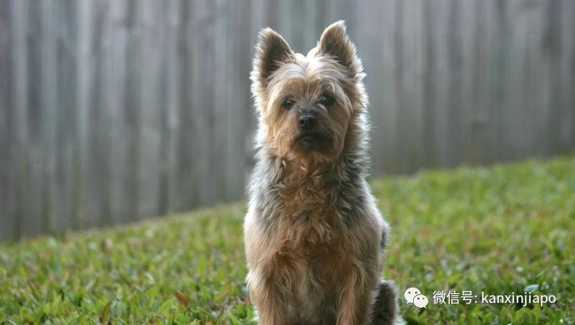 金毛被舉報組屋主人無奈棄養,還有哪些狗狗組屋不能養