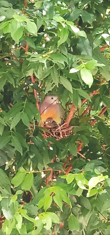 李顯龍總理發了這張小動物照片，竟引來無數人自曝