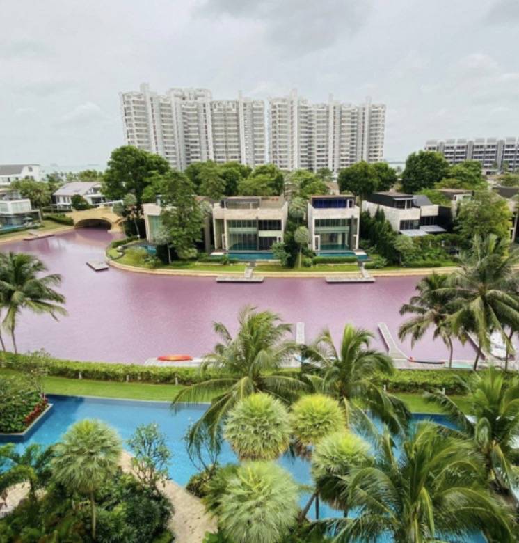 罕見!新加坡聖淘沙這條河變成了粉色,驚現大批死魚!39年創記錄暴雨太作了