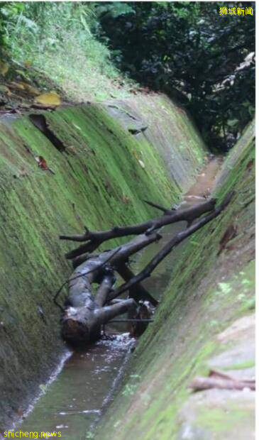 新加坡热搜话题:看到小野猪掉沟里了!救不救