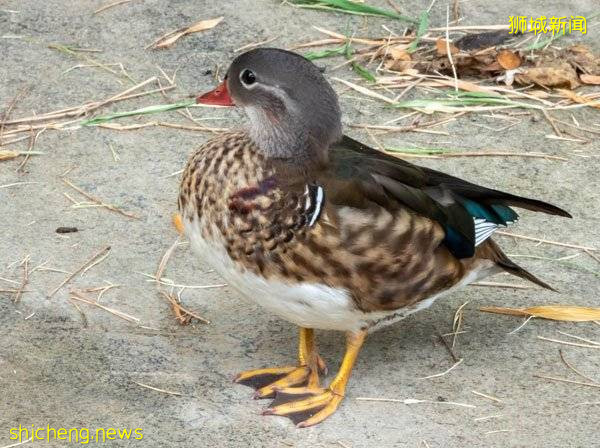 先有鸳 再有鸯 组屋区又现落单鸳鸯