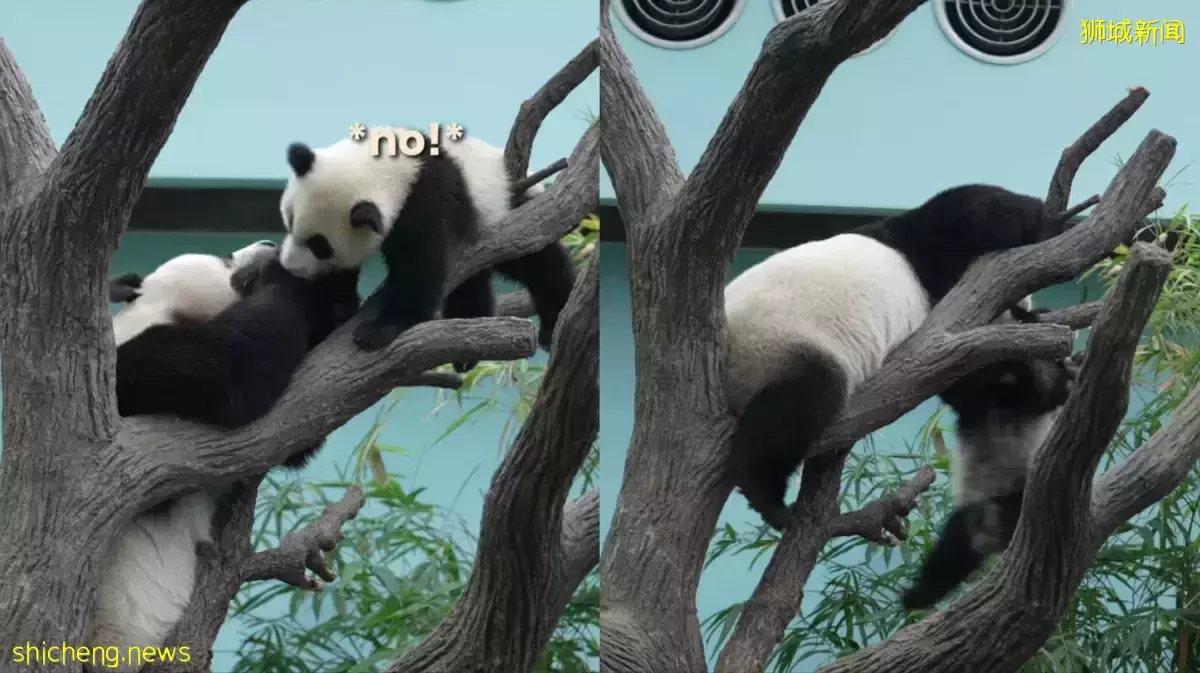 叻叻爬树顶 “耍杂技”倒著睡 网民猜测睡姿像爸爸