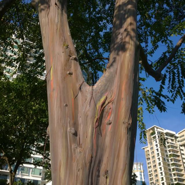 新加坡最美网红树打卡合集🌴壮观古树、根深叶茂,感受大自然的魅力📷