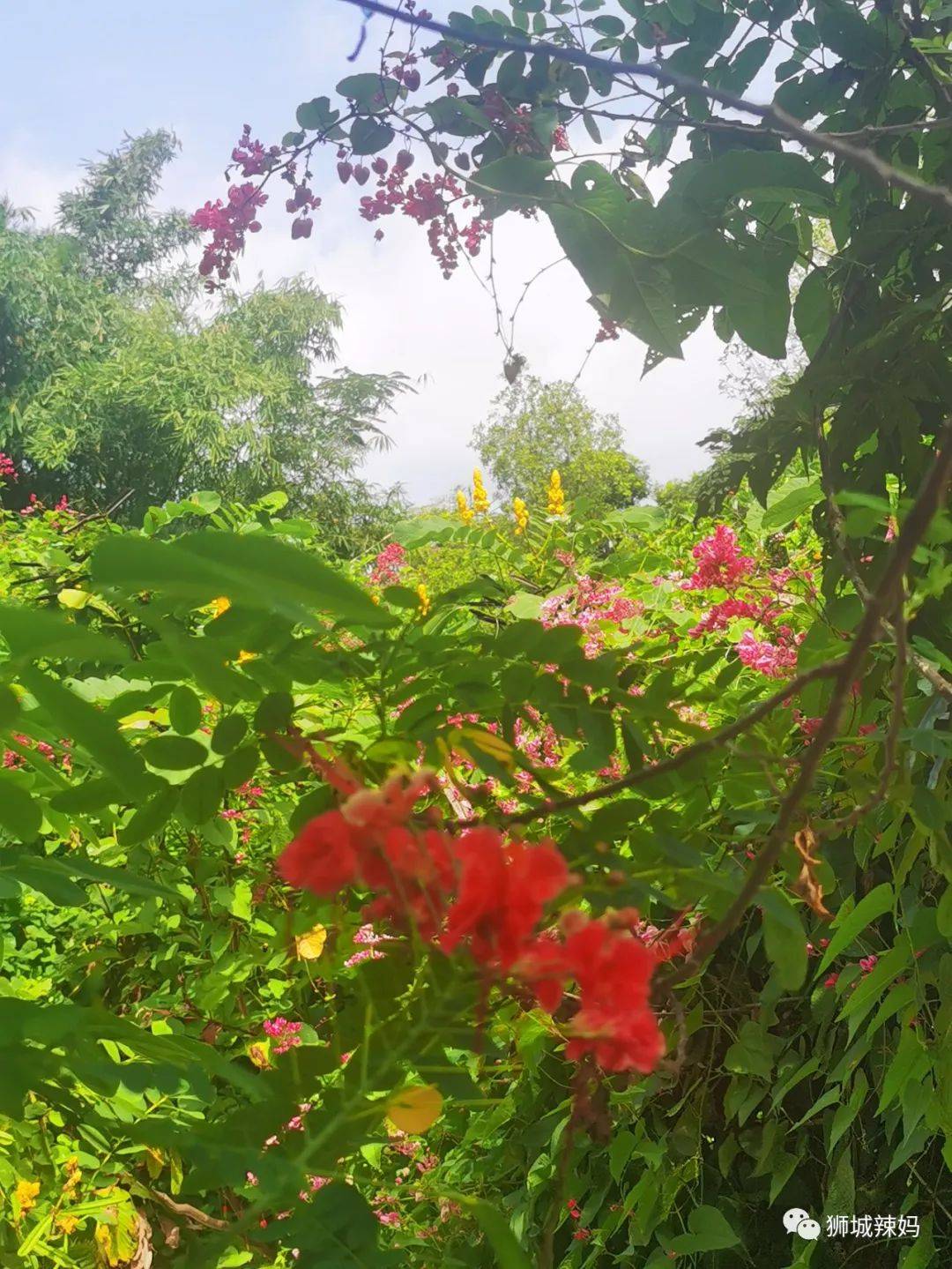 新加坡最好玩的海灘公園!趕海、騎馬、劃艇、樹籬迷宮、燒烤露營,超適合家庭出遊