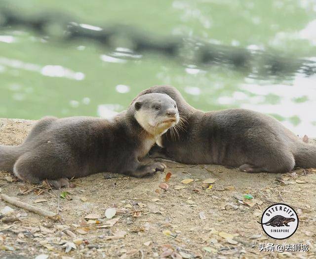 世界著名的新加坡“黑帮”败了,赢的是一群熊孩子