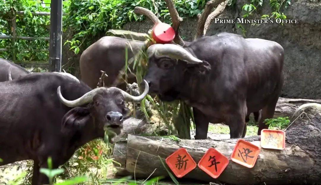 新加坡總理李顯龍魔性拜年視頻火了！各部長花式拜年，竟有財神爺上門討債