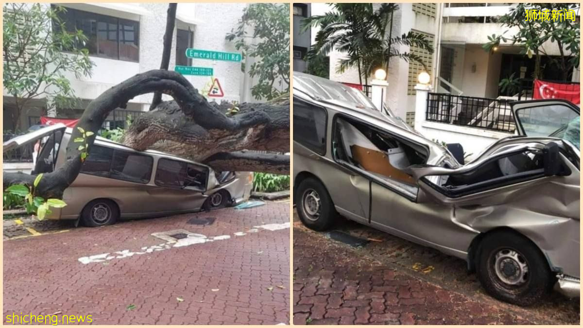 大雨过后, 7楼高大树直接倒落压倒面包车