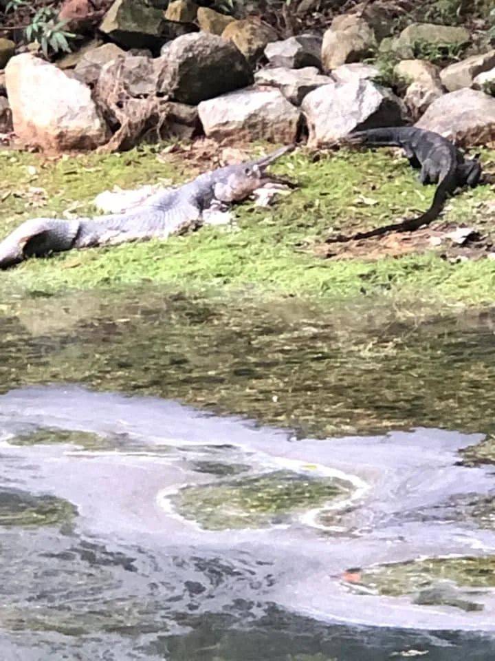 新加坡蓄水池出現恐怖形狀的怪物魚!怎麽來到新加坡的
