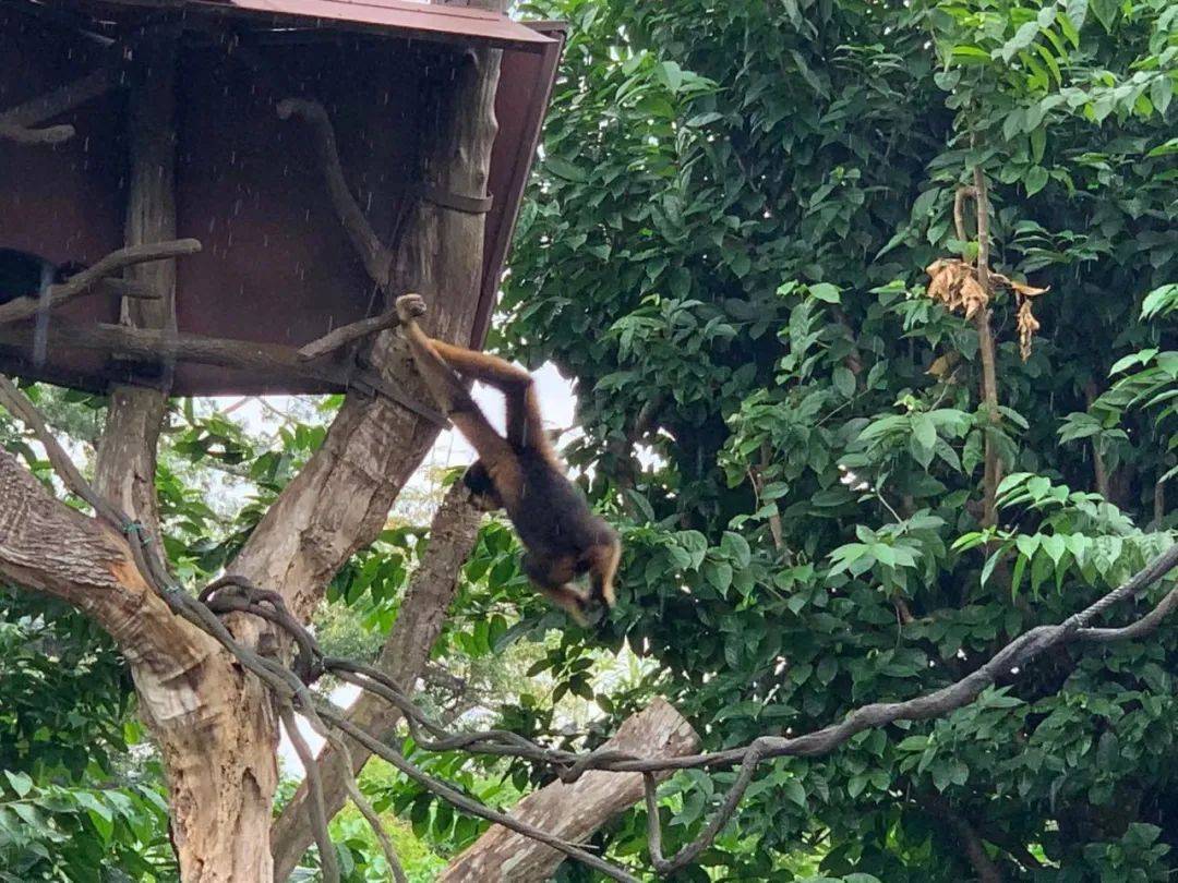 行走獅城——新加坡動物園