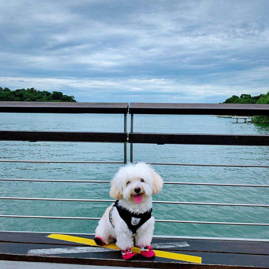 惬意悠閑“木板路”合集!新加坡11大自然景區⭐️ 林間漫步攻略+絕美海濱棧道