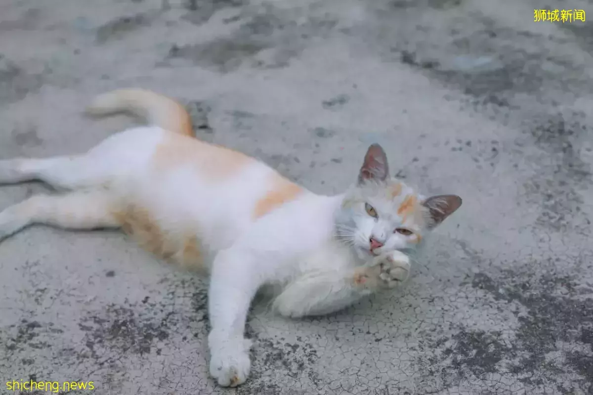 不用排队，N刷热门项目！包车仅$180往返，新山乐高乐园3天2夜太爽啦