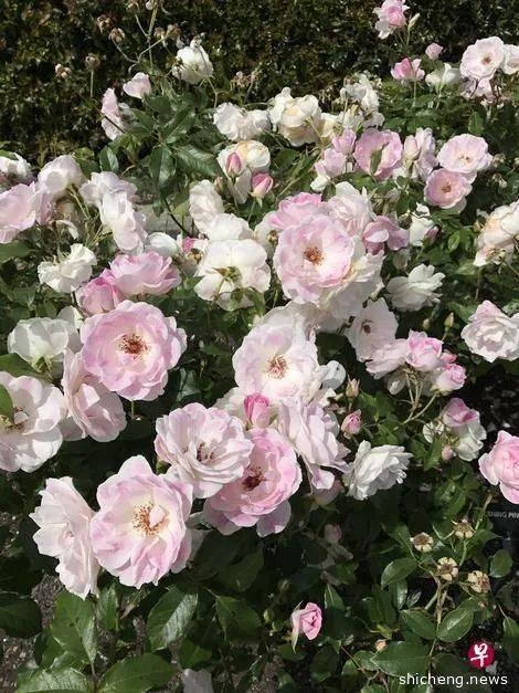 周雁冰：明天会更好