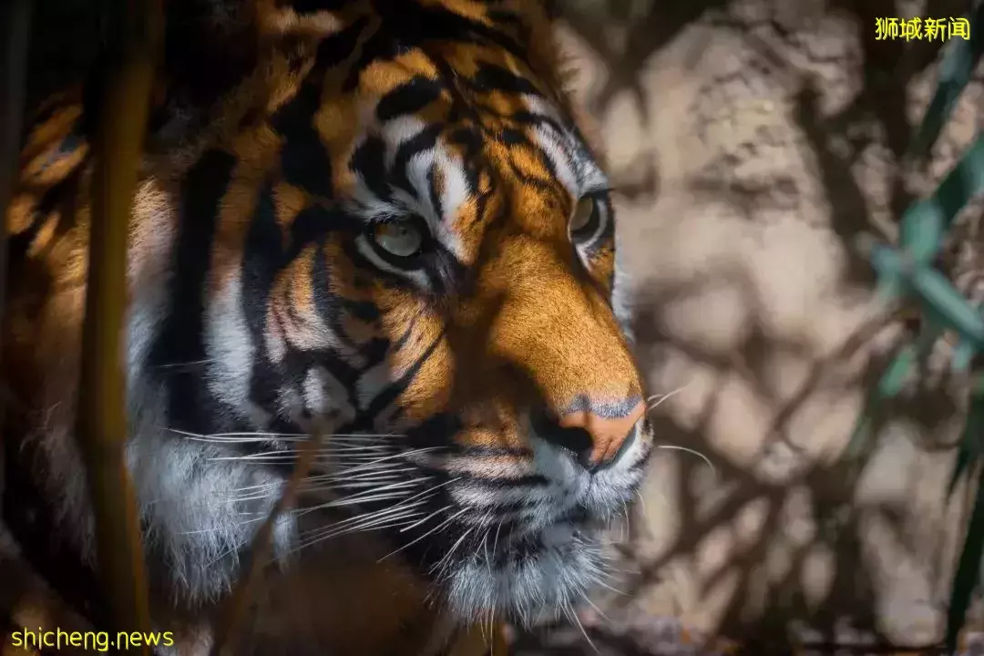 2023提前批次申請通道開放!5月16日,新加坡國立大學理學院碩士招生火熱進行中