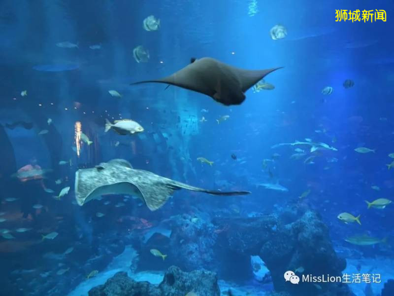 坡坡這幾家小衆餐廳你試過了嗎