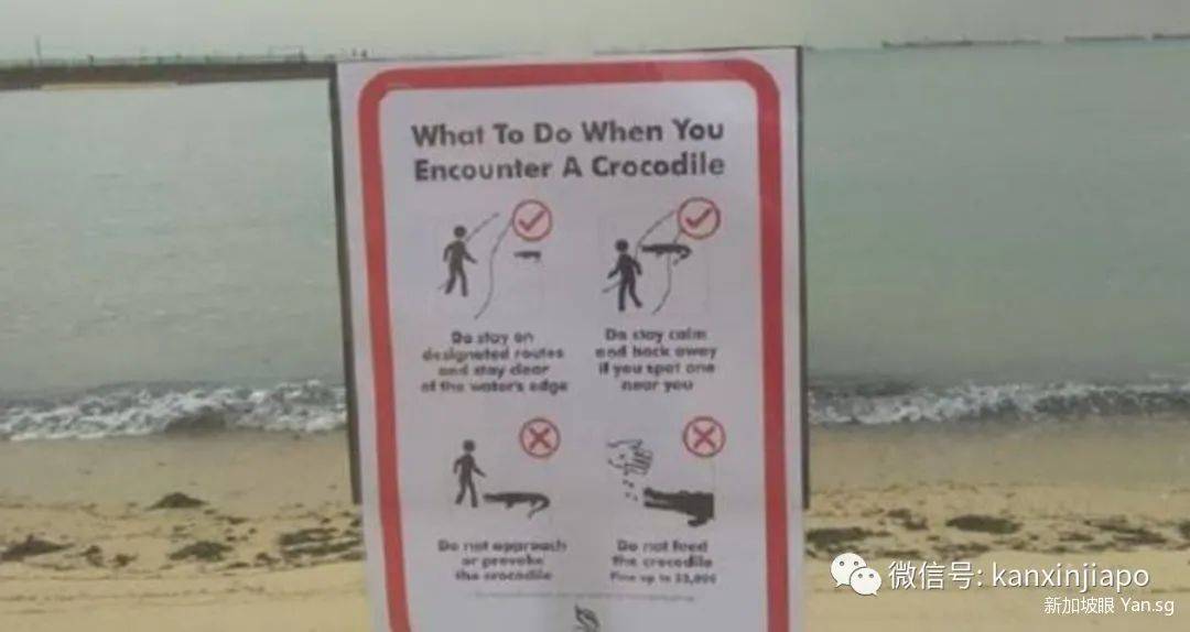 蜥蜴一打七！网友表示：“这是现实版的哥斯拉大战金刚！”