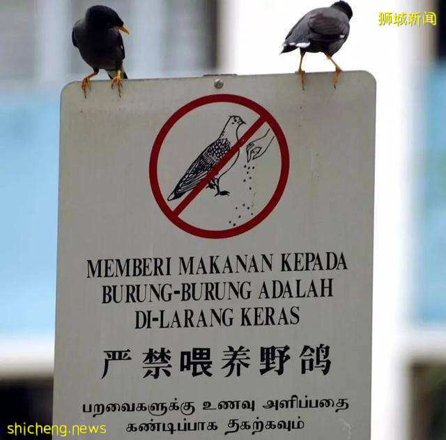 帶你看看真實的新加坡，絕對和你想像中不一樣