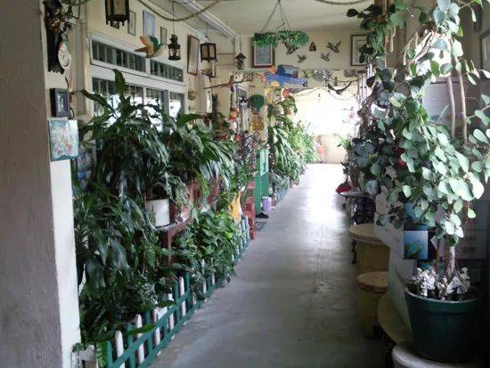 快過年了，竟有人在新加坡組屋走廊開“養雞場”，30只好熱鬧