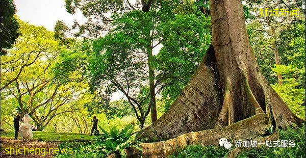 最美麗的自然風光: 新加坡植物園!