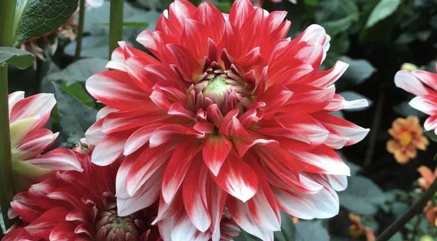 实拍!前晚,新加坡牛车水到处人从众𠈌!这9个地方过年还开门