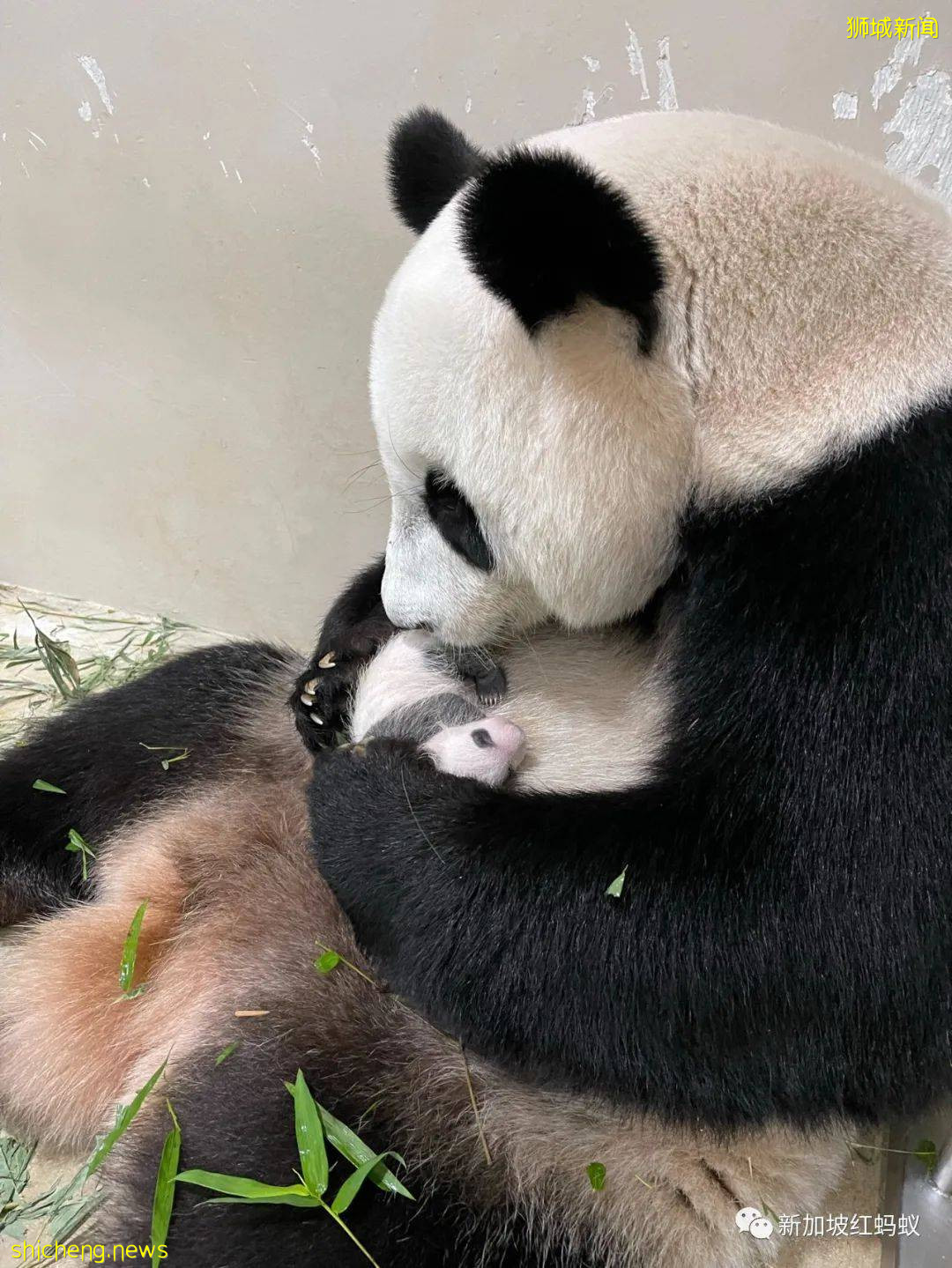 “新加坡制造”的熊貓幼崽官宣性別！　總理高興得像抱孫的爺爺
