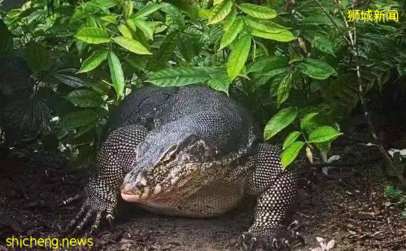 這樣的新加坡真是待不下！去！了