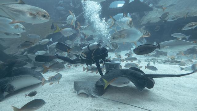 新加坡10天深度自由行，感受世界最嚴法律下的四大種族交融之地3