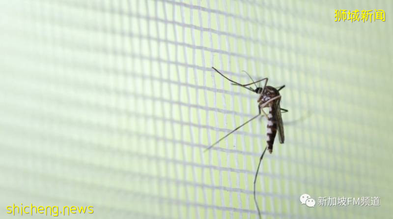 登革熱,新加坡感染的另一種“新冠病毒”!