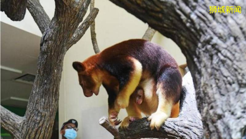 快來圍觀!新加坡動物園出生了一個小可愛