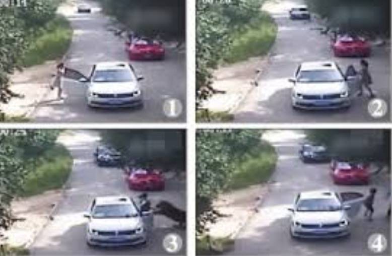 残忍！上海动物园熊吃人，亲眼目睹！新加坡也发生过类似案件！印度最惨