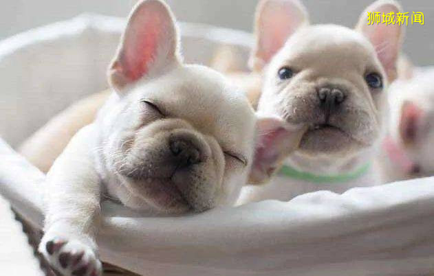 新加坡疯传的虐狗事件,主角被全网人肉!狗狗已经找到