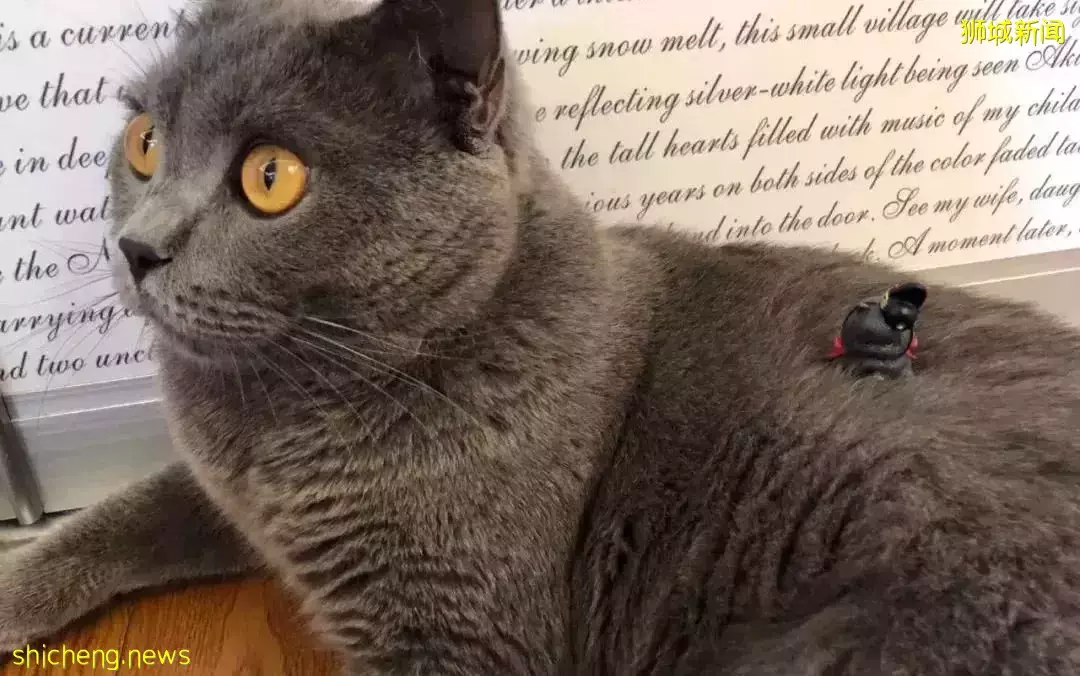 耗时6个月,隔离30天,我的宝贝终于来新加坡跟我团聚了