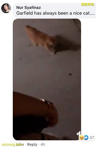 新加坡的这只蟒蛇,活生生吞了一只网红猫