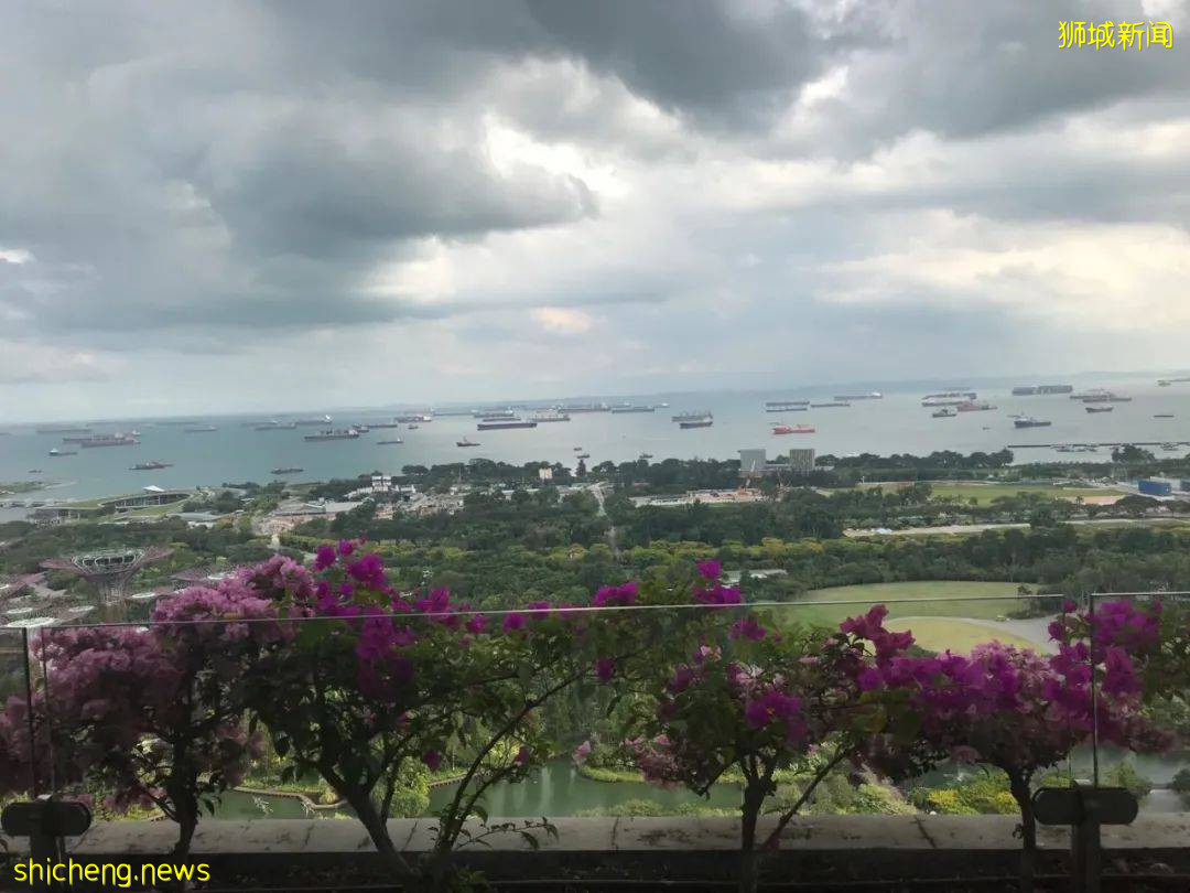 因疫情被困新加坡，歸國無望又遭電子詐騙，慘