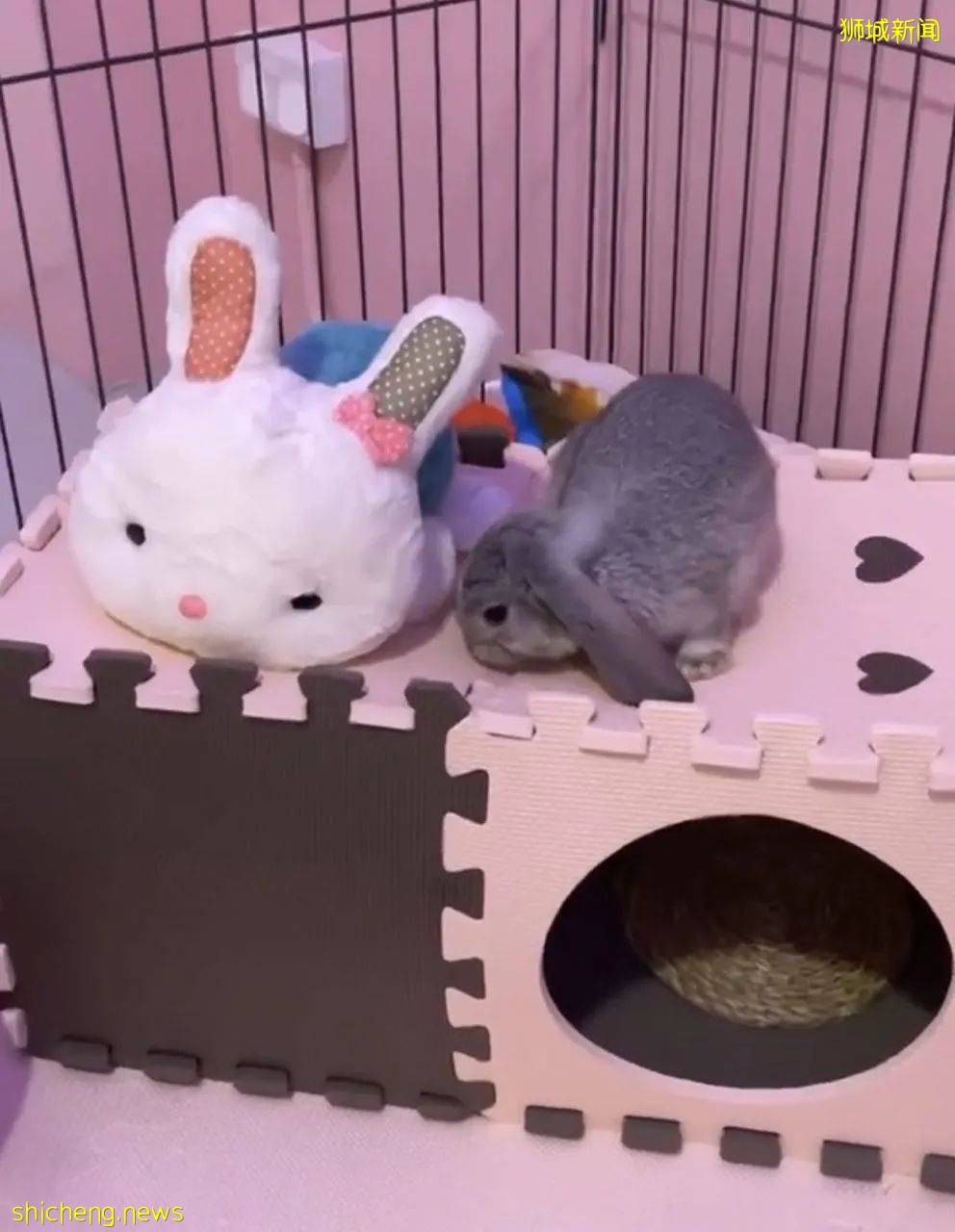 萌翻了！美食+萌宠，这家粉粉嫩嫩的兔子餐厅，你一定要去一次