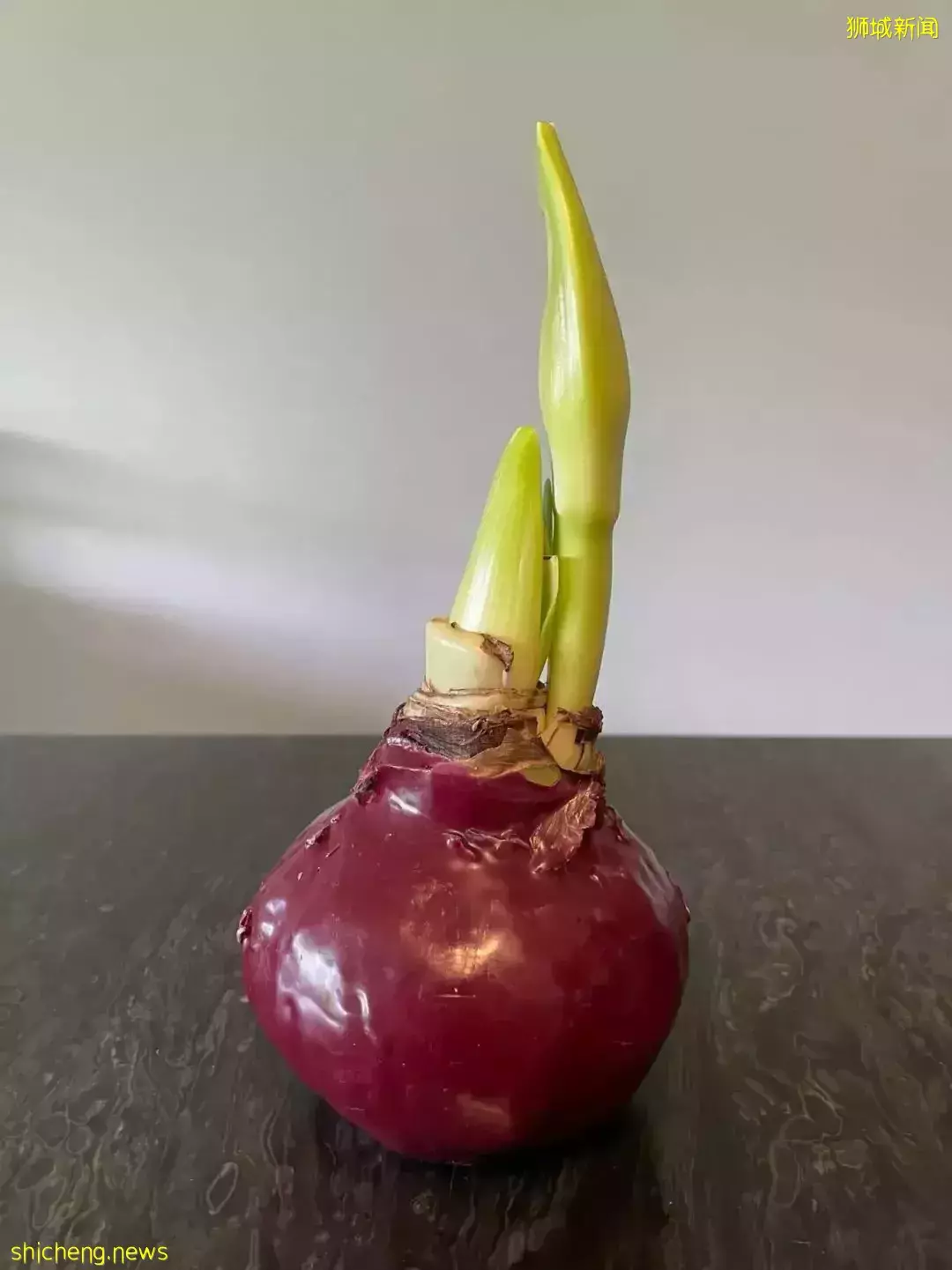 鮮花在熱帶也能養1個月？資深花友新加坡買花、養護大揭秘