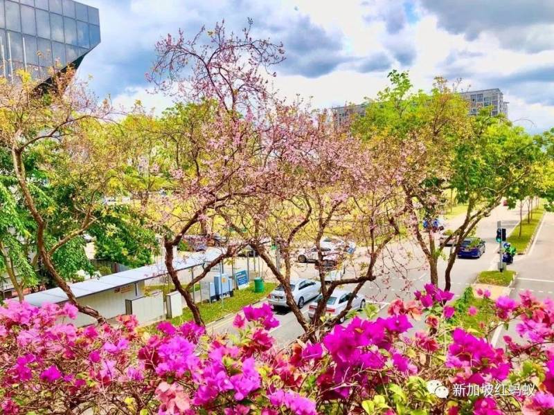北半球9月刚入秋,新加坡却迎来“第二春”