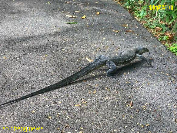 新加坡的娃太太太太幸福了！亞洲最大兒童花園，免~費~玩