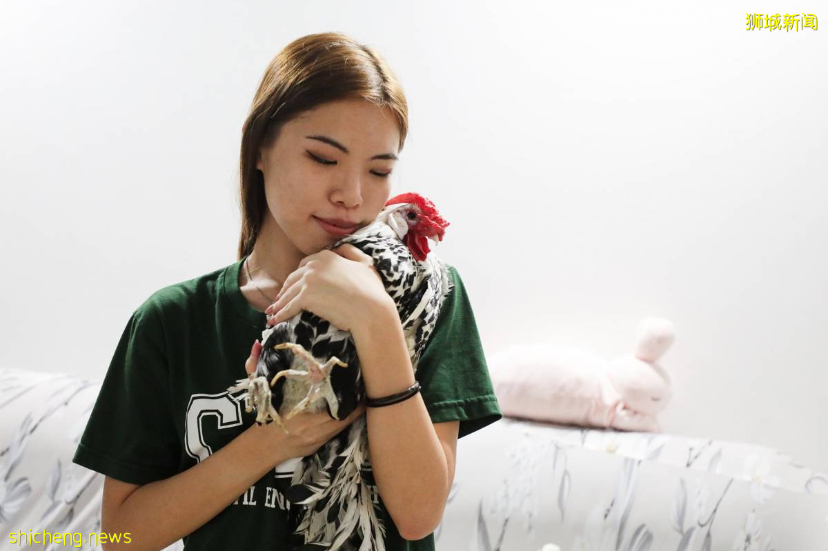 宠物鸡“跳楼” 奇迹生还