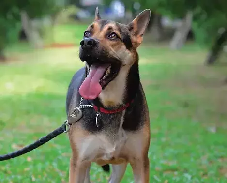 在新加坡去哪裏做義工?這22個地方,讓你和孩子的人生更有意義