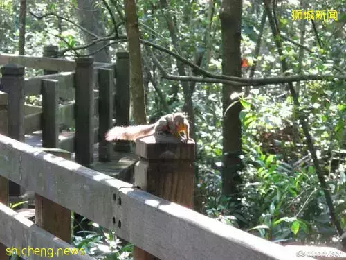 《即刻隨心所想，心想獅城》新加坡生態遊系列2