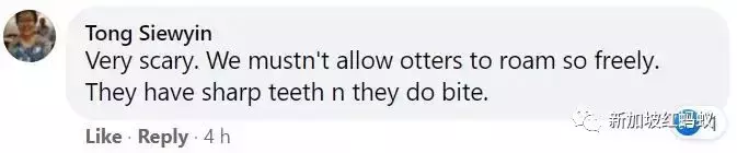 新加坡接连发生孔雀水獭伤人事件，引发舆论激辩到底该如何与野生动物共处