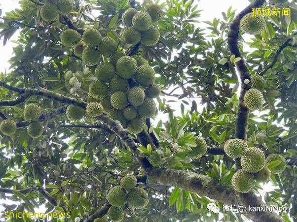 新加坡最多野生榴梿藏在这里！但采摘却是犯法的