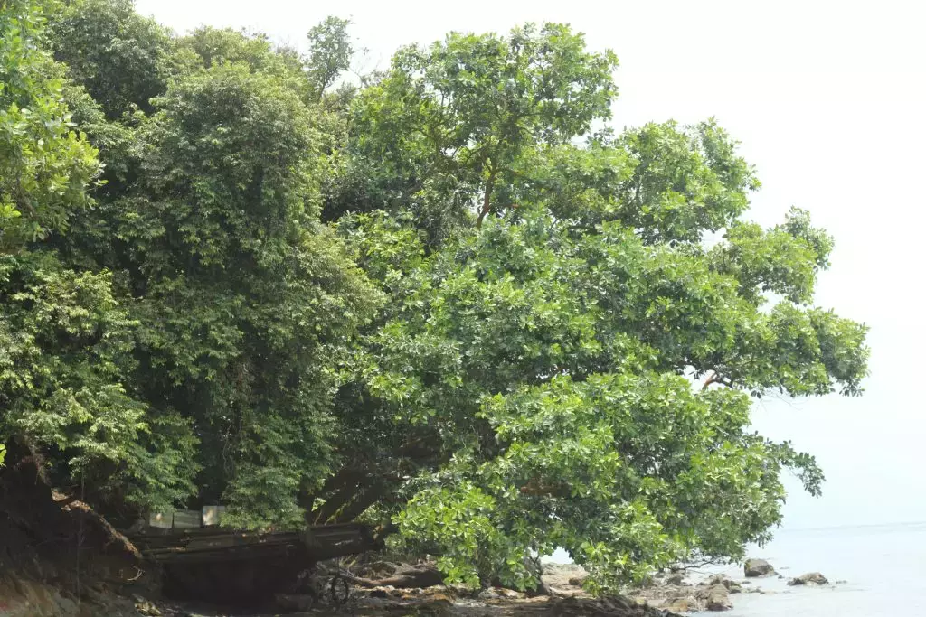 75km的环岛绿岛首阶段开始启用!沿途欣赏东部美景,本地再添骑车徒步好去处👣