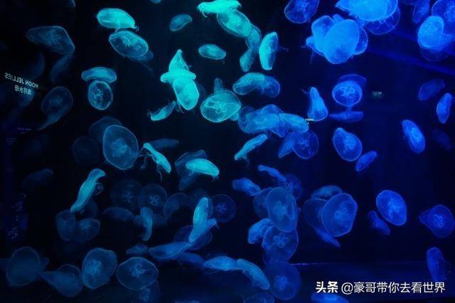 新加坡不枉此行的10大看點（中）分三集介紹