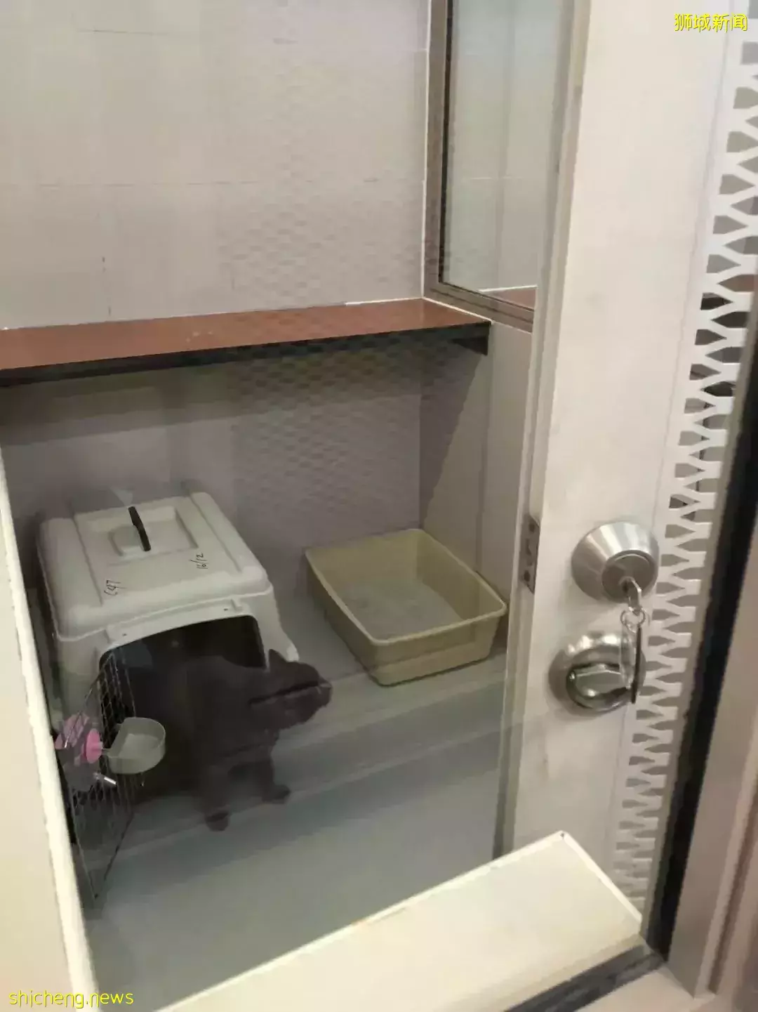 耗时6个月,隔离30天,我的宝贝终于来新加坡跟我团聚了